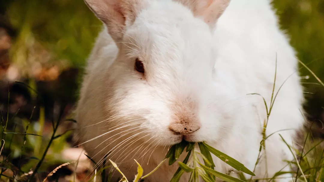 The Ultimate Guide to What Do Rabbits Eat