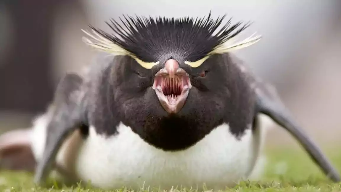 The diet of a Rockhopper Penguin varies greatly