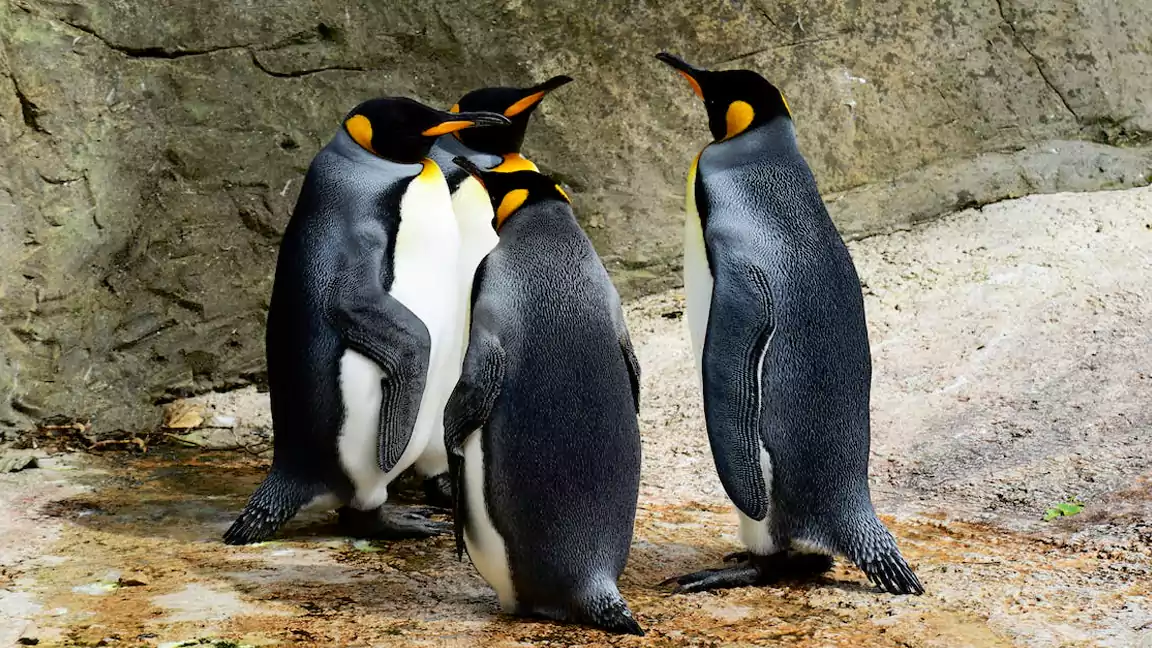 The formal attire of a penguin has a second purpose as camouflage