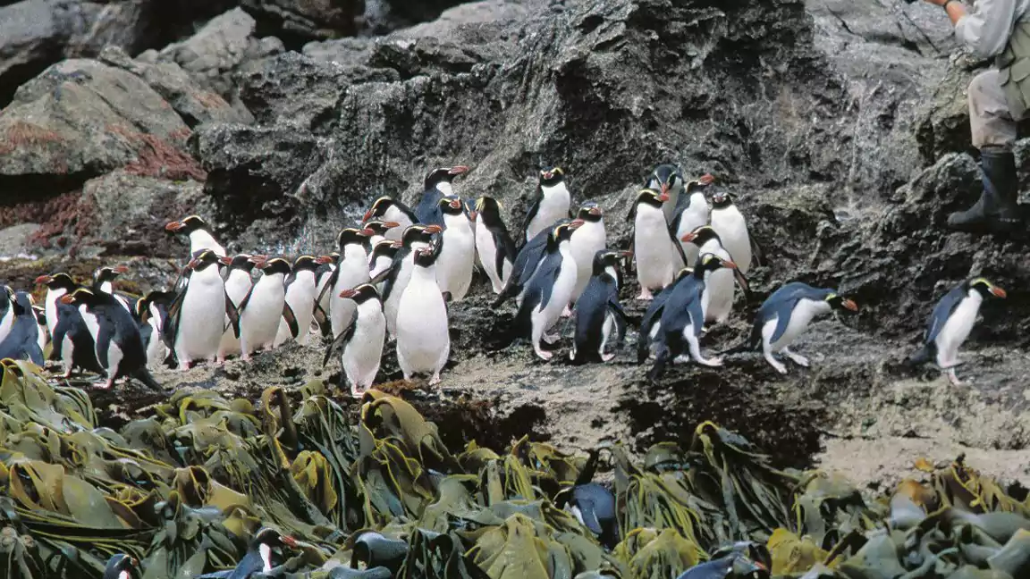 The wild population of snares penguins currently