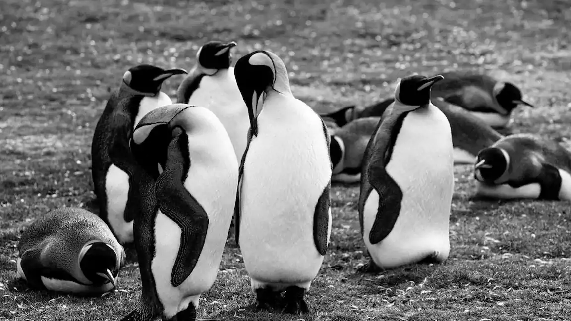 There are 7 Species of Crested Penguins