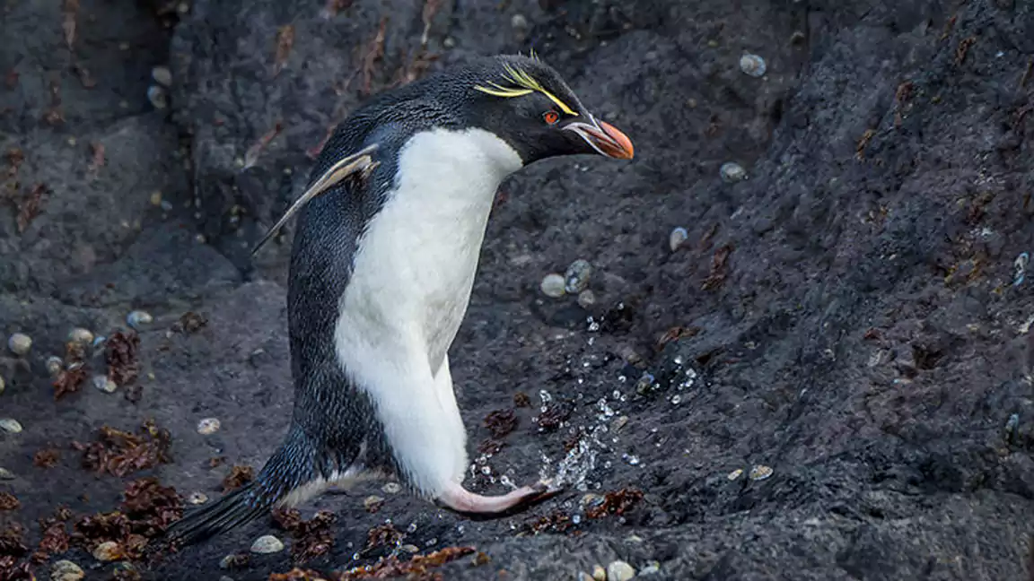 There are certain Dangers to Rockhopper Penguins