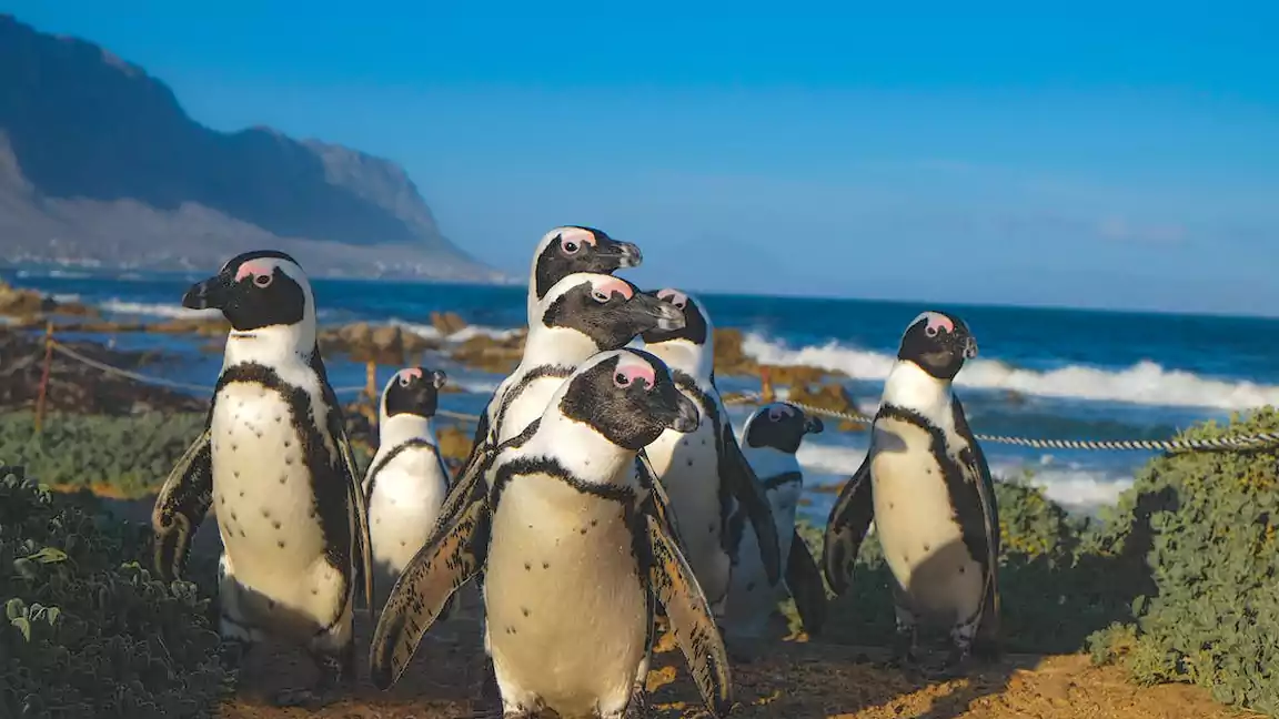 There could be additional penguin species
