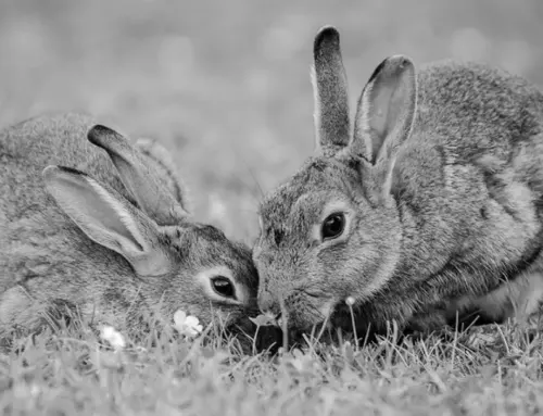 A Journey Through Time | Tracing the History of Rabbits from Ancient to Modern Times