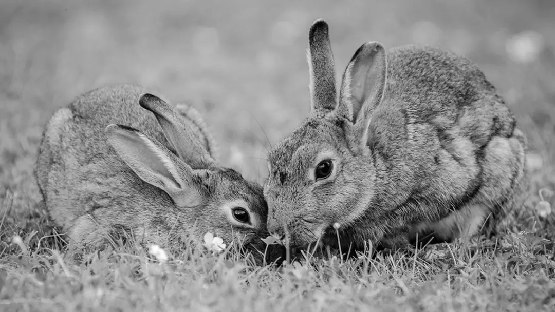 the History of Rabbits