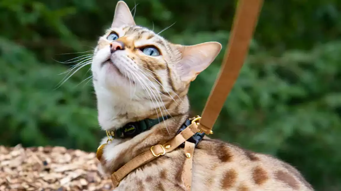 Training your cat to wear a collar