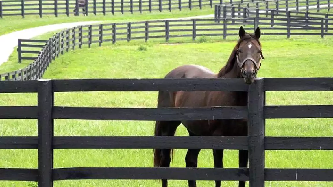 Types of Fences for horses
