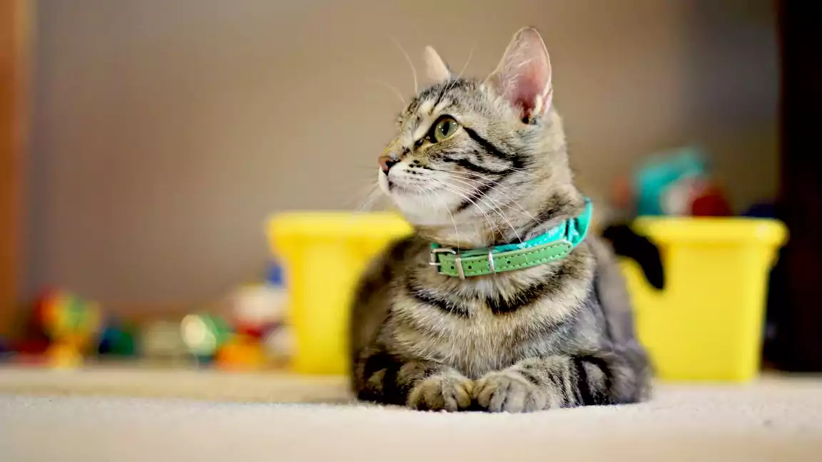 Types of cat collars with bells