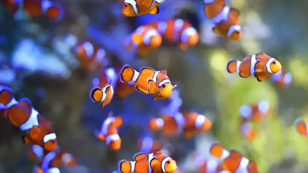 Types of clownfish