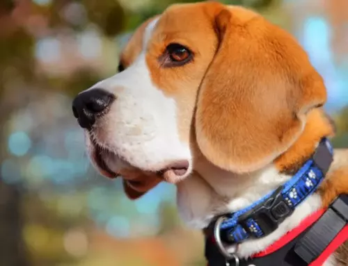 The Ultimate Guide to Finding the Best Collar for a Dog That Pulls