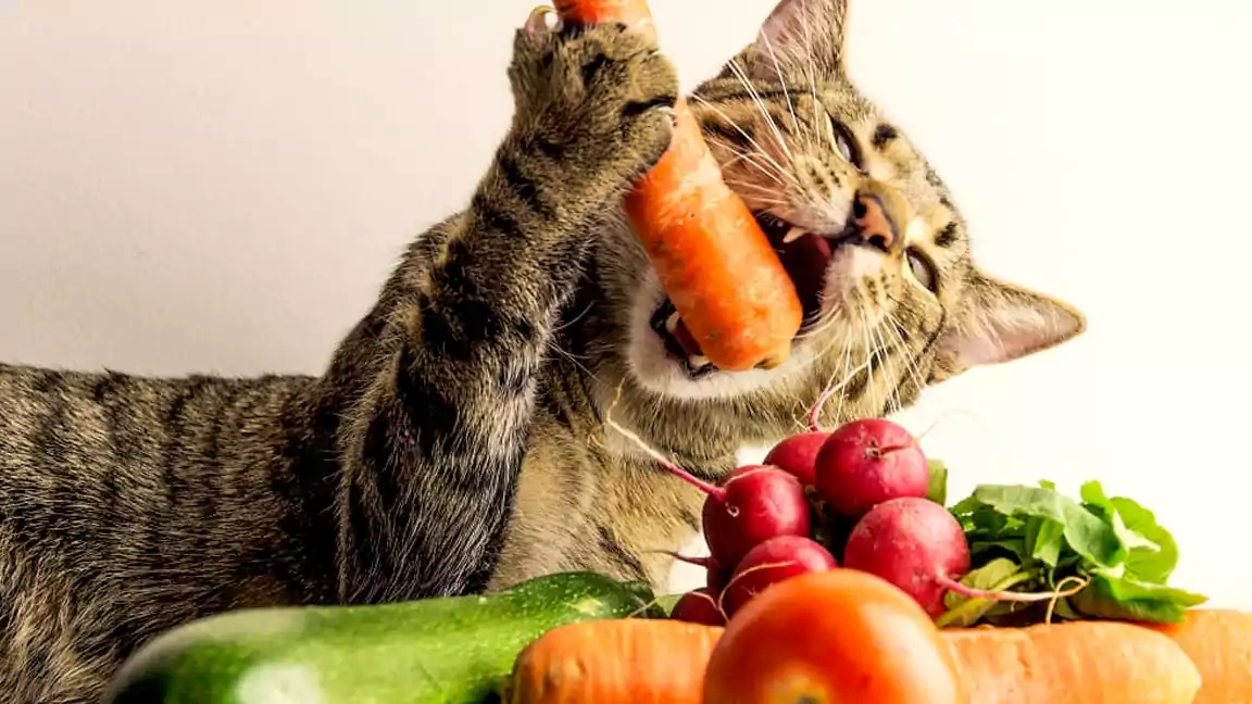 Vegetables for cat