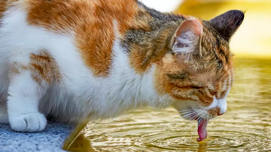 Cat Drinking Water