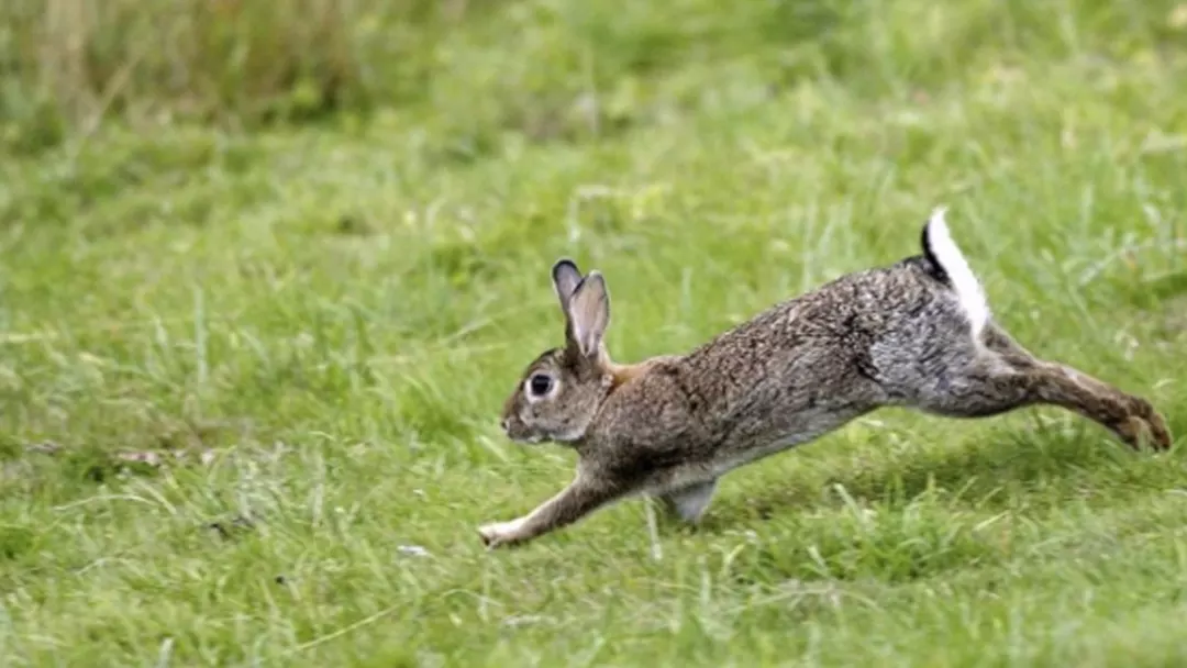 What to feed wild rabbits