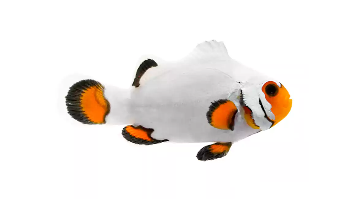 White Wyoming clownfish