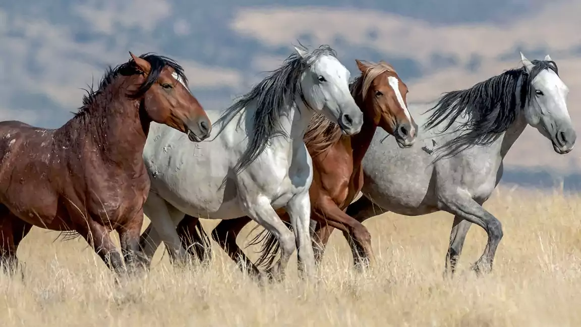 Wild Horses breed