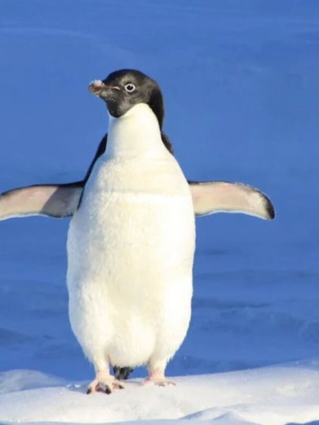 tallest Penguins in the world