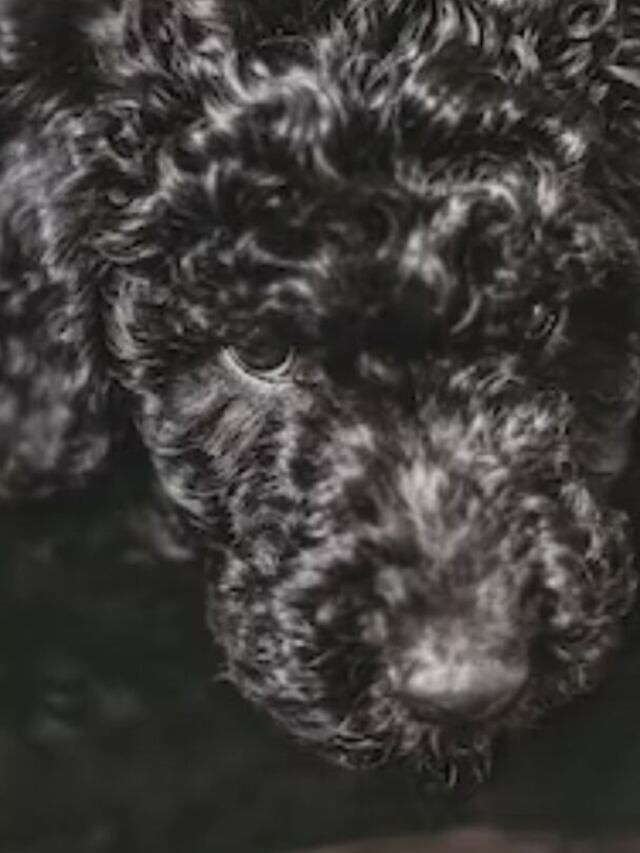 12 Beautiful Black Fluffy Dog Breeds You’ll Fall in Love With