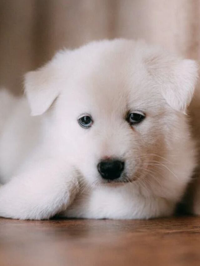12 Beautiful White Fluffy Dogs – Explore it Now