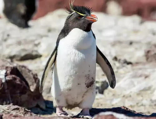 “The Fascinating World of Penguin Snares: Amazing Facts You Didn’t Know!”