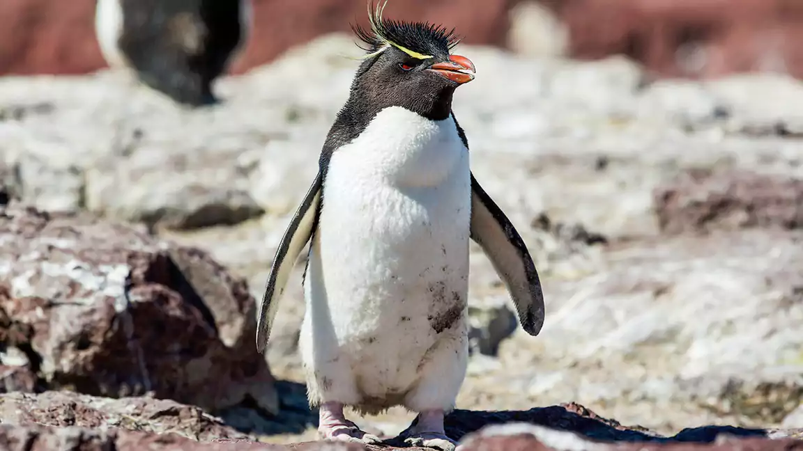he Fascinating World of Penguin Snares