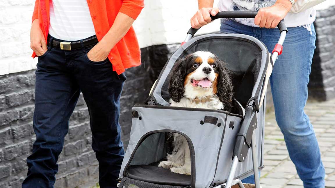 Best-Dog-Strollers-for-Your-Furry-Friend