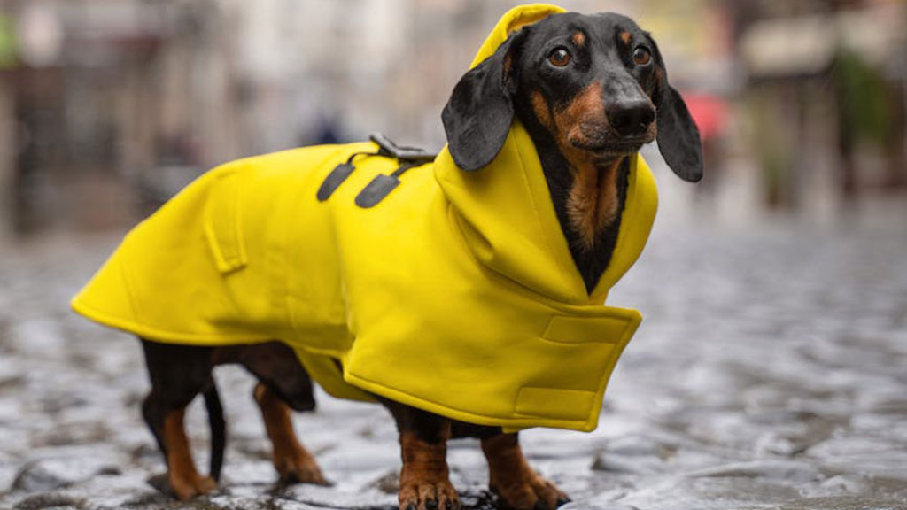 top-10-dog-rain-coats