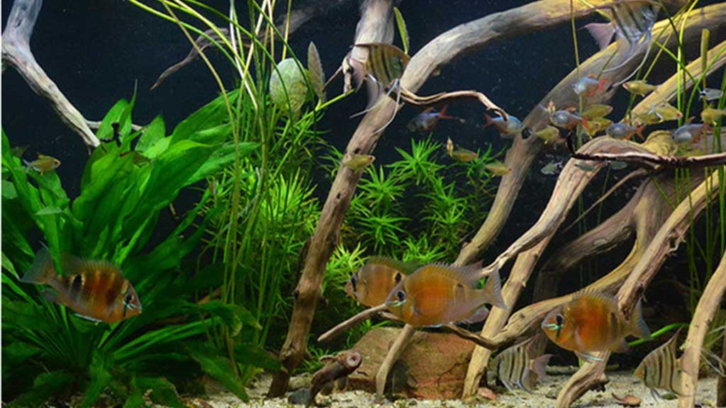 Biotope-fish-tank