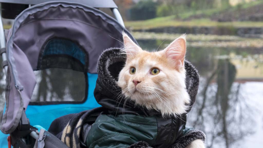 top-10-best-Cat-stroller