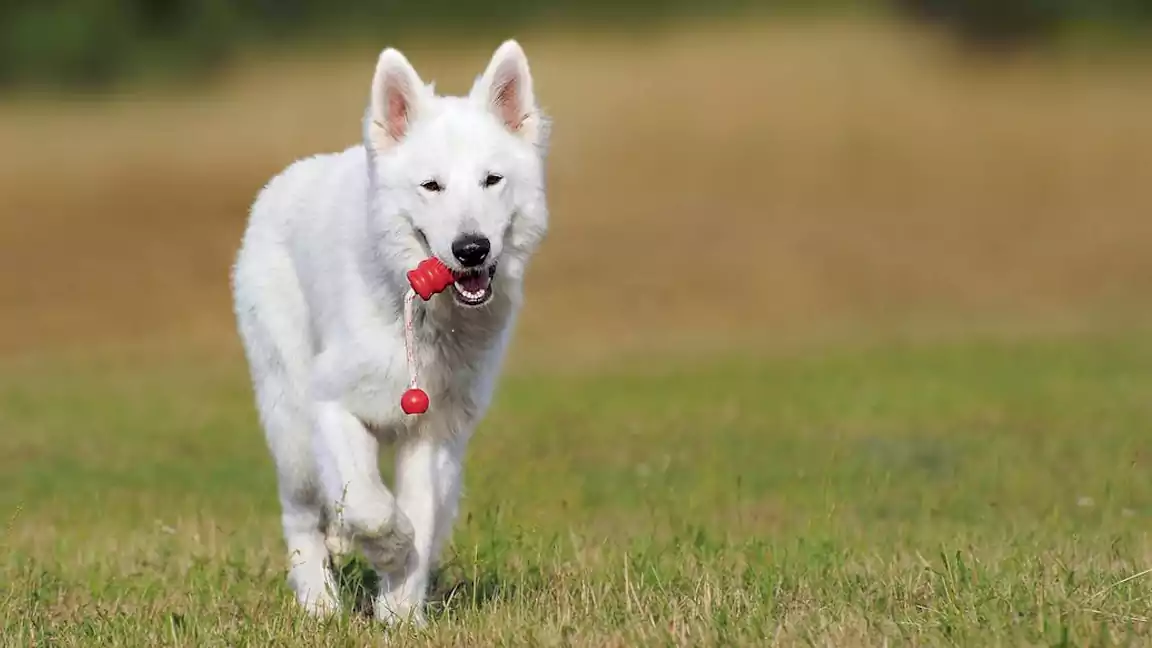 Characteristics of the White German shepherd