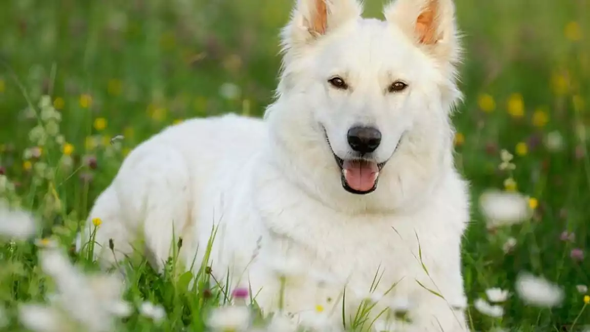 Background of White German Shepherds Reveals a Rare Breed.