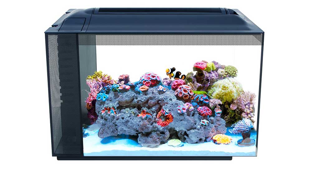 Best Fish Tanks That Will Make You Happy