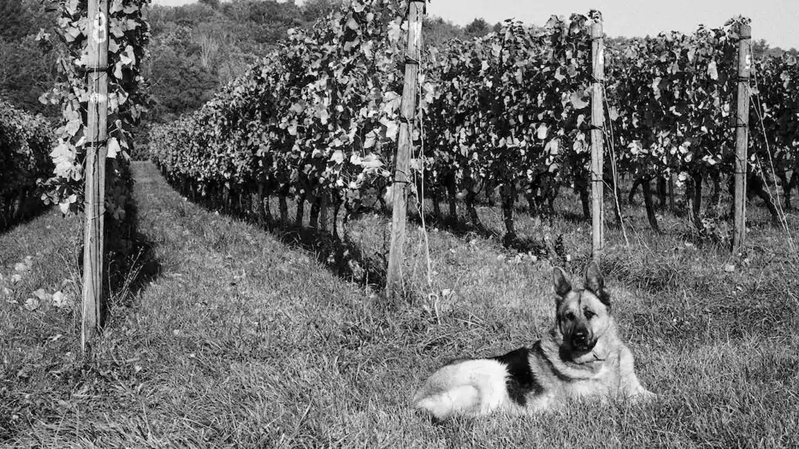 History of the White German shepherd