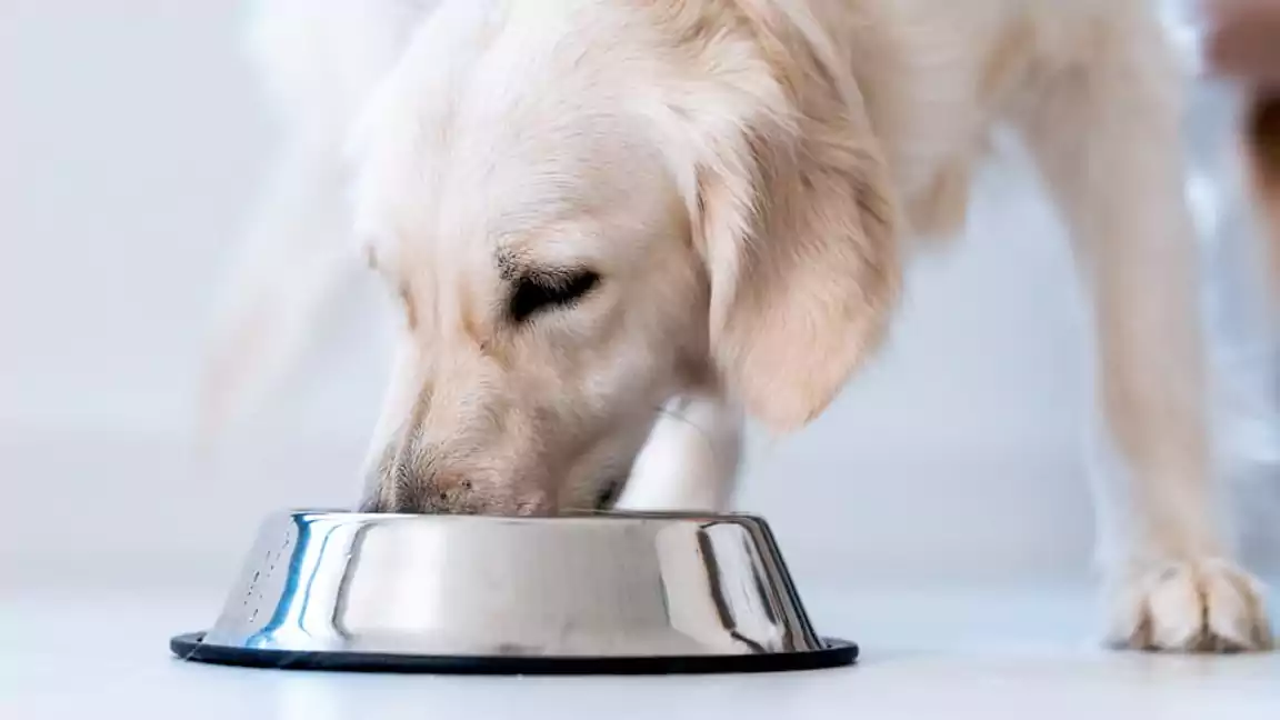 Organic ingredients aren’t necessarily better for dogs