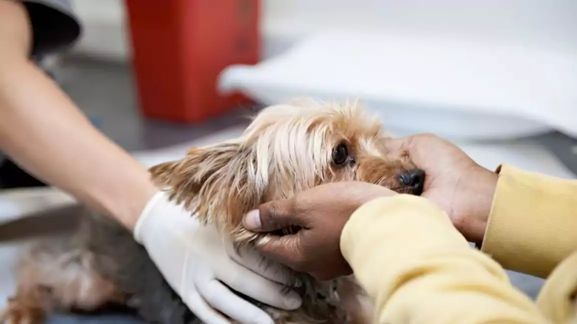 Prevention of pet diseases
