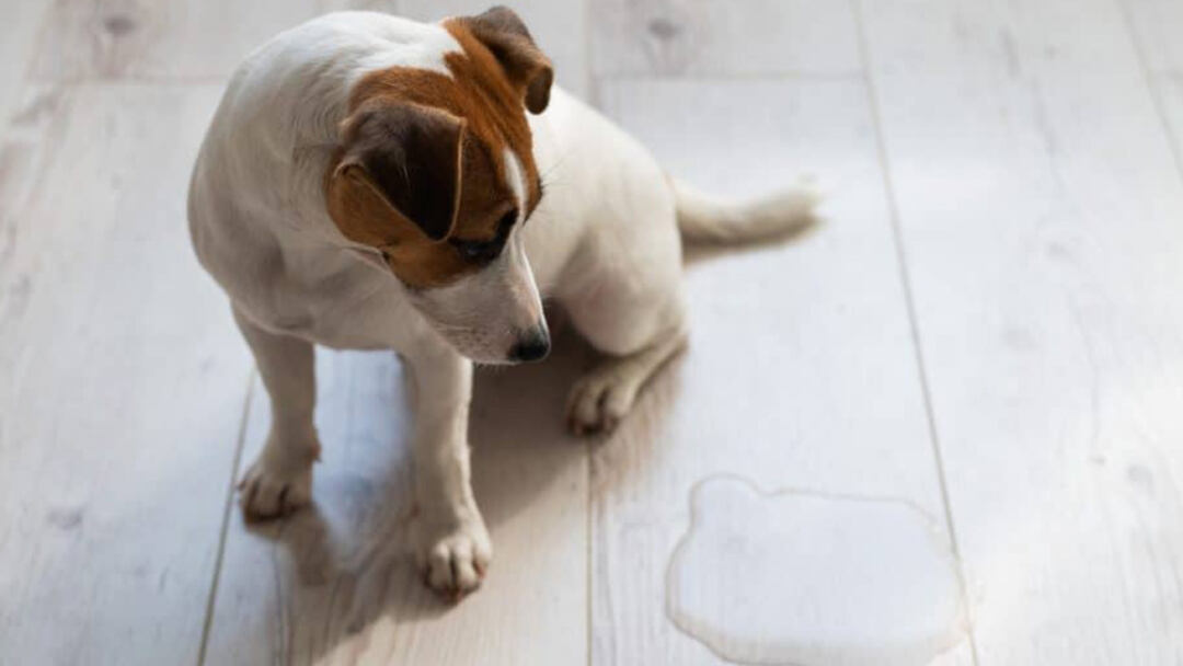 The-Best-Dog-Pee-Pads-to-Keep-Your-Home-Clean-and-Fresh