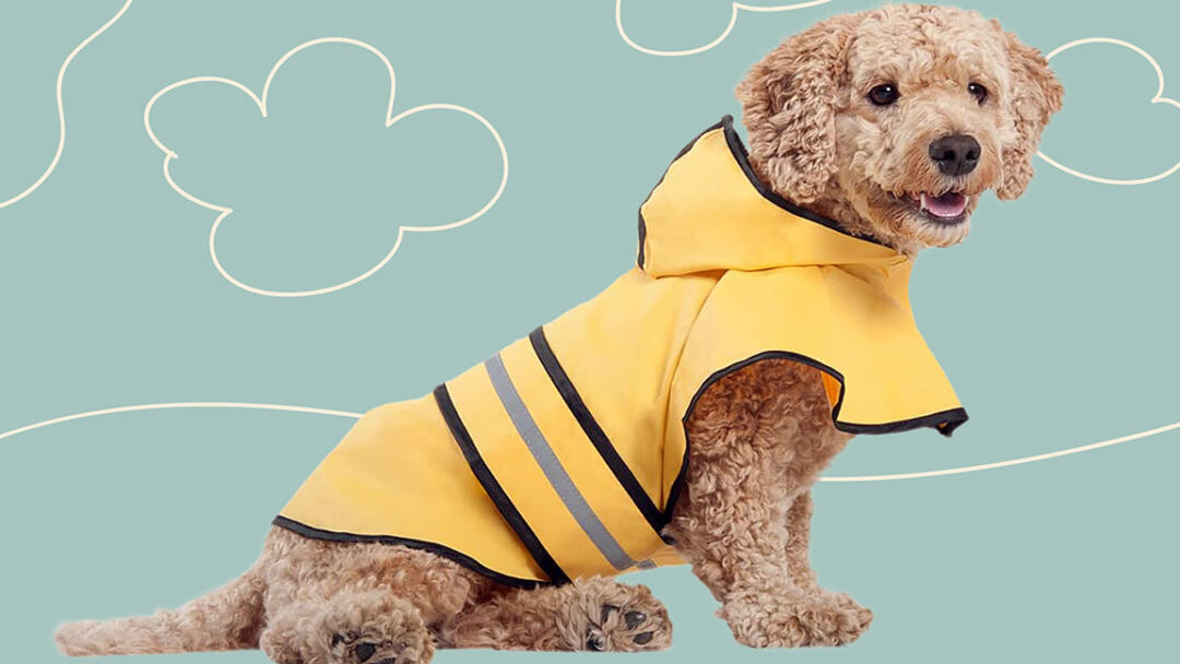The-Best-Dog-Raincoats-to-Protect-Your-Pet
