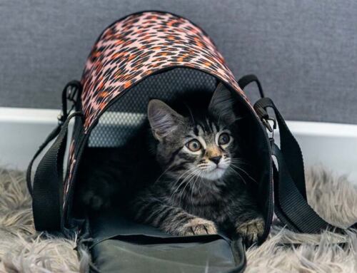 Top Cat Carriers: Keep Your Cat Safe and Comfortable on the Go