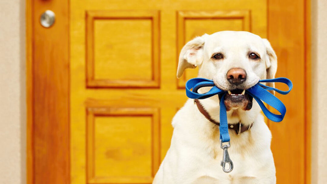 Top-Rated-Dog-Leashes-for-Every-Breed