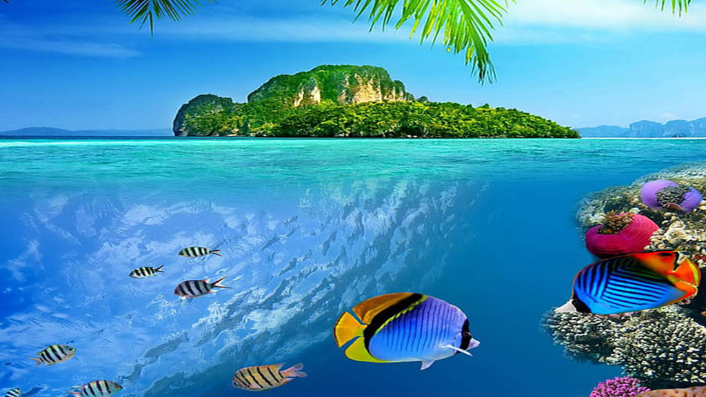 Tropical-Paradise-Reef