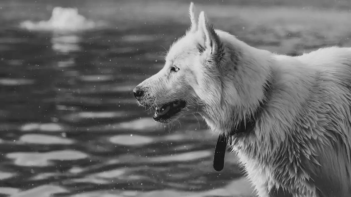 white wolf german shepherd