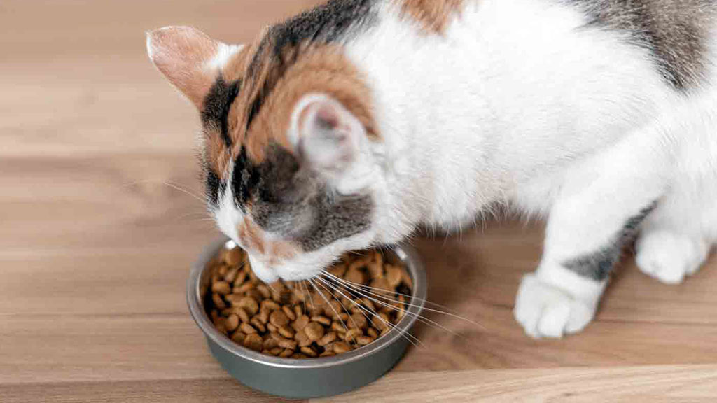 Best-cat-food-for-smelly-poop