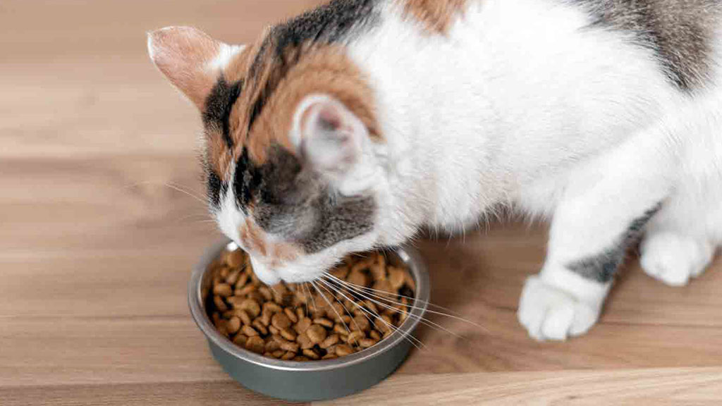 Best cat food shop to avoid stinky poop