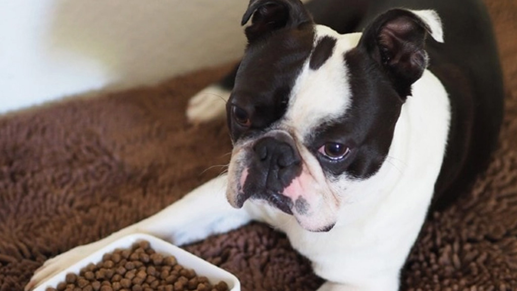 Best dog food 2025 for boston terriers 2018