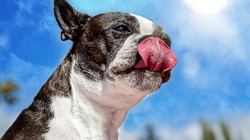 Best-dry-dog-food-for-Boston-terriers