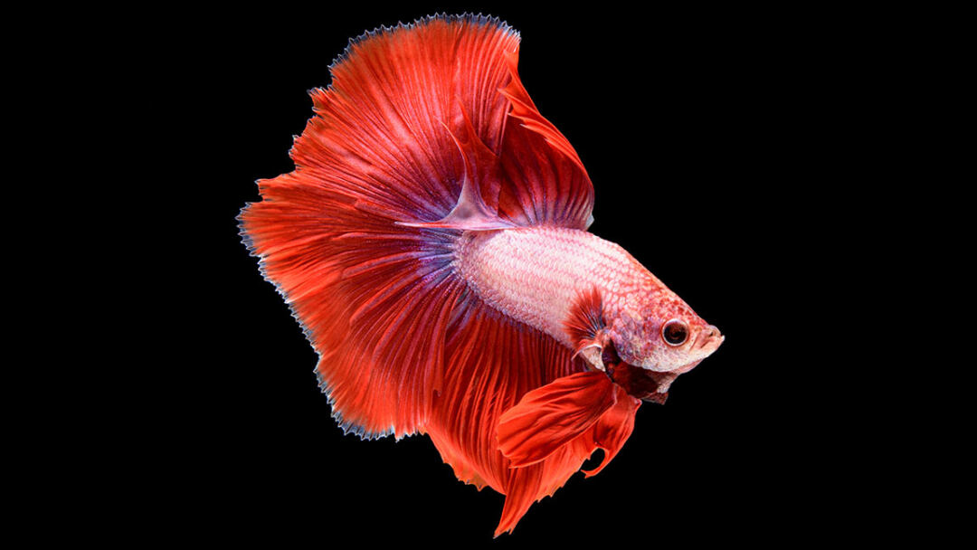 Feed-Your-Betta-with-the-Finest-Best-Food-for-Betta-Fish