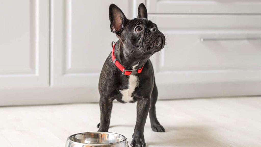 Foods-boston-terriers-shouldn't-eat