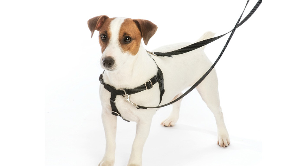 Hounds-Design-Freedom-No-Pull-Dog-Harness-and-Leash