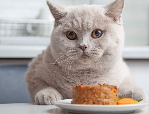 Solving Your Cat’s Gas Problem: Our Picks for the Best Cat Food for Gassy Cats