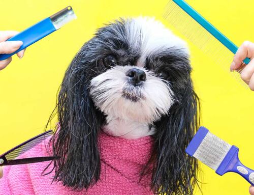 The Ultimate Guide to Labrador Grooming: Best Dog Brush Edition Dog Grooming Tool
