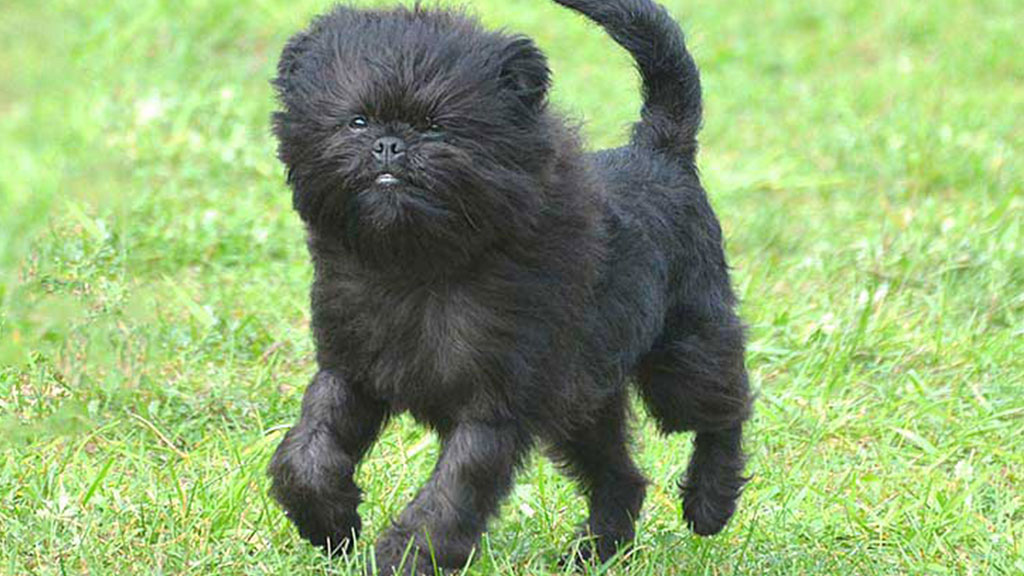 AFFENPINSCHER